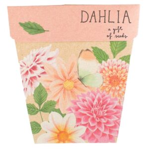 Gos Dahlia2